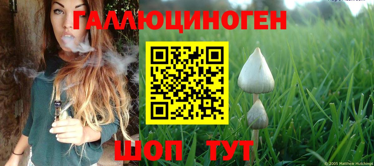 купить   Маркс  Псилоцибиновые грибы GOLDEN TEACHER  Галлюциногенные грибы Magic Shrooms 